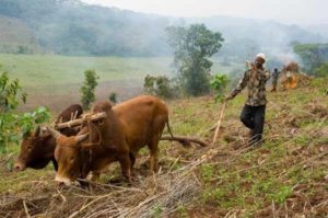 farming