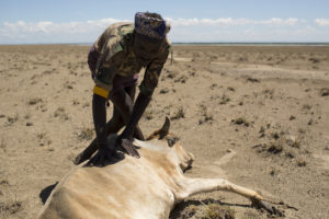 A Dhaasanac man from southern Ethiopia, inspects a cow which is dying of hunger, a few hundred meters from the official Kenya-Ethiopia border in northwestern Kenya October 13, 2013. The Turkana are traditionally nomadic pastoralists, but they have seen the pasture that they need to feed their herds suffer from recurring droughts and many have turned to fishing. However, Lake Turkana is overfished, and scarcity of food and pastureland is fuelling long-standing conflict with Ethiopian indigenous Dhaasanac, who have seen grazing grounds squeezed by large-scale government agricultural schemes in southern Ethiopia. The Dhaasanac now venture ever deeper into Kenyan territory in search of fish and grass, clashing with neighbours. Fighting between the communities has a long history, but the conflict has become ever more fatal as automatic weapons from other regional conflicts seep into the area. While the Turkana region is short of basics like grass and ground-water, it contains other resources including oil reserves and massive, newly discovered underground aquifers. Picture taken October 13, 2013. REUTERS/Siegfried Modola (KENYA - Tags: AGRICULTURE CIVIL UNREST SOCIETY POLITICS) ATTENTION EDITORS: PICTURE 36 OF 38 FOR PACKAGE 'FISHING AND FIREARMS ON LAKE TURKANA' TO FIND ALL IMAGES SEARCH 'TURKANA MODOLA' - RTX160Z6